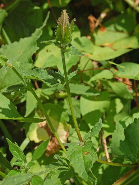 Malva punctata (=Lavatera punctata) / Malvone punteggiato